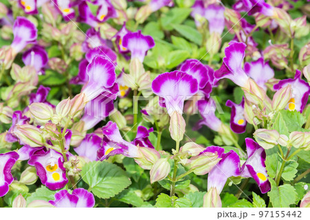 花 フラワー お花 97155442