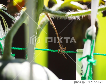 スイカ収穫の目安、枯れた巻きヒゲ スイカ収穫の目安、枯れた巻きヒゲ 97155670