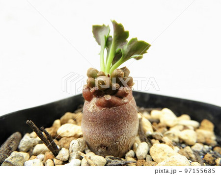 アルミアナ 97155685