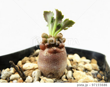 アルミアナ 97155686