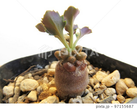 アルミアナ 97155687