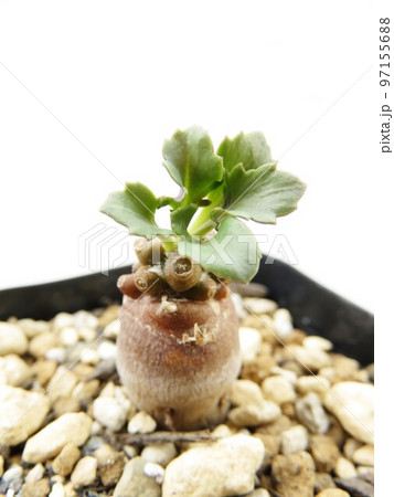 アルミアナ アルミアナ 97155688