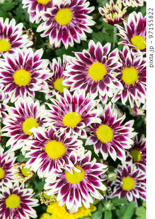 花 フラワー お花 97155822