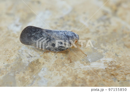 Closeup on a blue planthopper, Metcalfa pruinosi sitting on a stone Closeup on a blue planthopper, Metcalfa pruinosi sitting on a stone 97155850