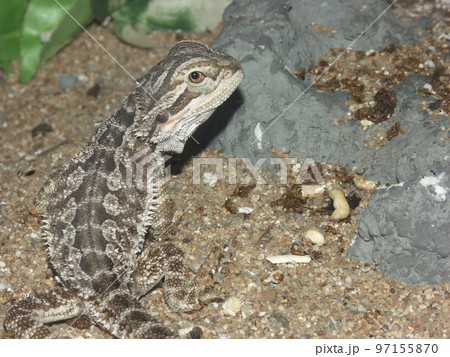 Closeup on an inland Bearded dragon lizard, Pogona vitticeps in a terrarium 97155870