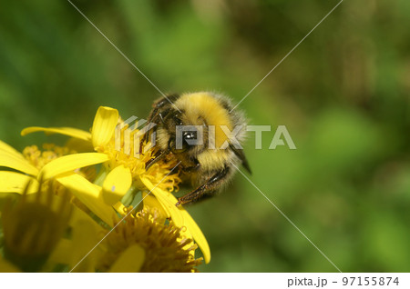 Closeup on a queen of the small garden bumblebee , Bombus hortorum on a yellow flower 97155874