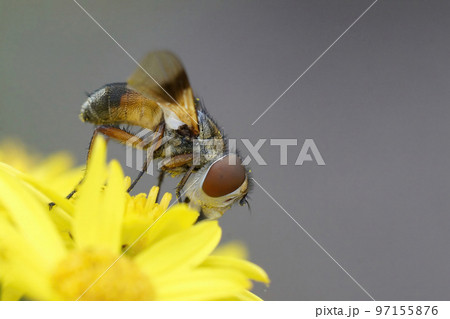Closeup on a colorful Tachinid fly, Ectophasia crassipennis, on a yellow flower 97155876