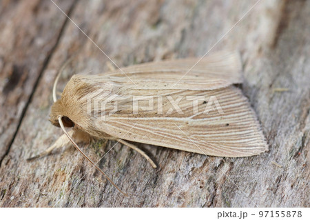 Closeup on a fresh emerged shoulder-striped wainscot moth, Leucania comma on a piece of wood. 97155878