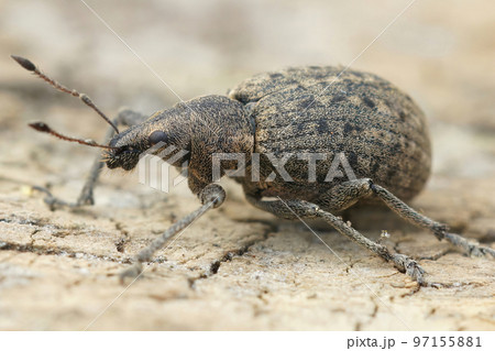 Close-up shot of a plant parasite weevil, Liophloeus tessulatus on a wooden surface 97155881