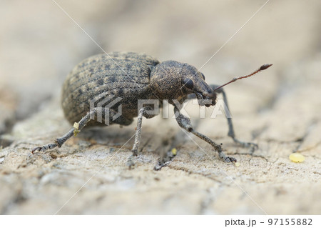 Close-up shot of a plant parasite weevil, Liophloeus tessulatus on a wooden surface 97155882
