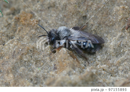 Closeup on a grey-backed mining bee, Andrena vaga resting on the ground 97155893