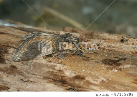 Closeup on athe Three-humped Prominent moth, Notodonta tritophus , sitting on wood 97155898