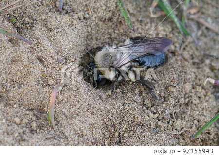 Closeup of a the grey backed mining bee , female Andrena vaga entering her nest Closeup of a the grey backed mining bee , female Andrena vaga entering her nest 97155943