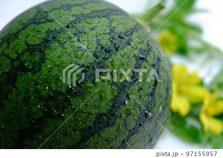 小玉スイカ 小玉スイカ 97155957