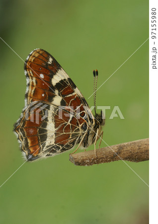 Closeup on the colorful orange spring version of the map butterfly, Araschnia levana with closed wings Closeup on the colorful orange spring version of the map butterfly, Araschnia levana with closed wings 97155980