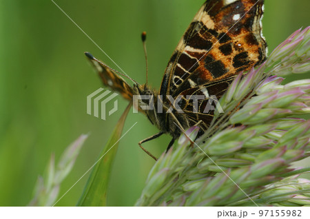 Upward angle closeup on the colorful orange spring version of the map butterfly, Araschnia levana 97155982