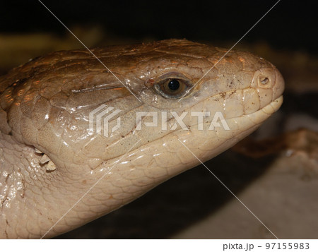 Closeup on a common blue-tongued skink Tiliqua scincoidesin a terrarium 97155983