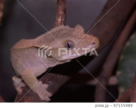 Closeup on the crested gecko or eyelash gecko, Rhacodactylus ciliatus 97155989