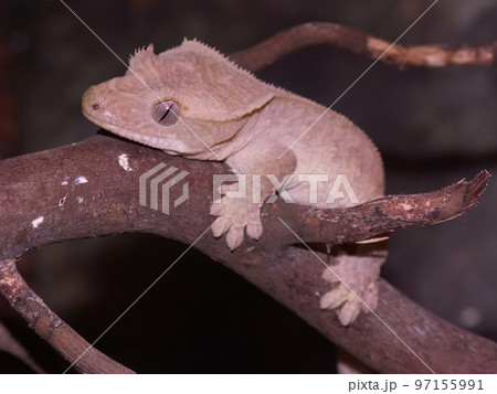 Closeup on the crested gecko or eyelash gecko, Rhacodactylus ciliatus Closeup on the crested gecko or eyelash gecko, Rhacodactylus ciliatus 97155991