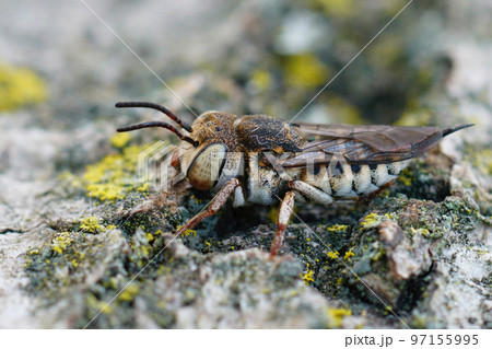 Closeup on a female of the Thorn-tailed sharptail cleptoparasite cuckoo bee, Coelioxys acanthura 97155995