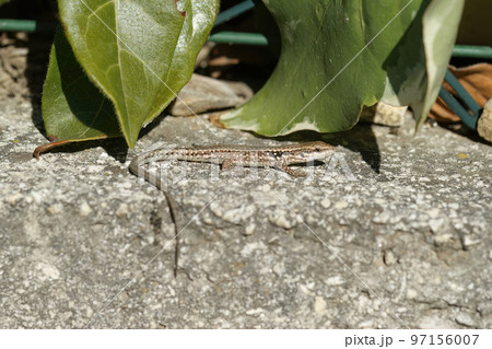 Closeup on a Mediterranean common, wall lizard , Podarcis muralis 97156007