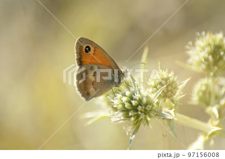 Closeup on a small Heath butterfly, Coenonympha pamphilus Closeup on a small Heath butterfly, Coenonympha pamphilus 97156008