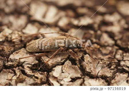 Closeup shot of a French brown longhorn beetle, Tricheferus griseus 97156019