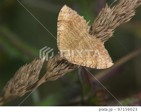 Closeup on a yellow shell moth, Camptogramma bilineata, sitting with open wings Closeup on a yellow shell moth, Camptogramma bilineata, sitting with open wings 97156023