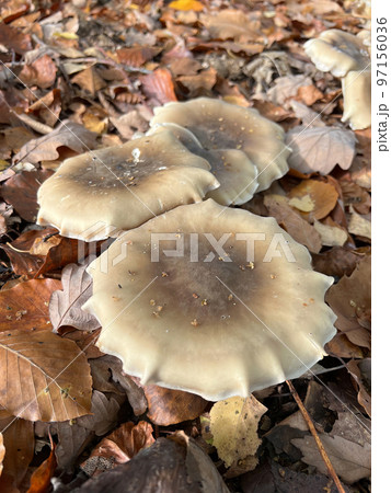 Closeup on the clouded agaric or cloud funnel mushroom, Clitocybe nebularis Closeup on the clouded agaric or cloud funnel mushroom, Clitocybe nebularis 97156036