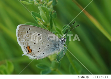 Closeup on a colorful Short tailed blue, Everes argiades sitting against a green natural background 97156041