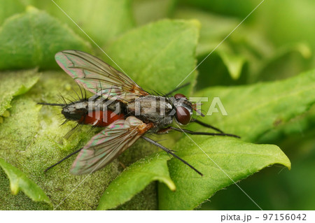 Closeup on a red and black Tachinid fly, Mintho rufiventris 97156042