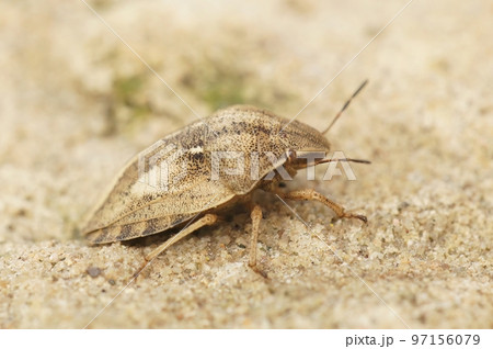 Closeup on an adult brown Tortoise shield bug, Eurgygaster testudinaria sitting on a stone 97156079