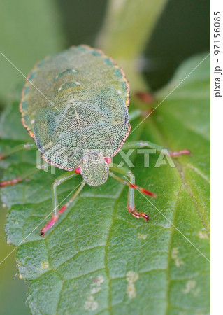 Closeup on a nymph instar of the Green shieldbug, Palomena prasina sitting on vegetation Closeup on a nymph instar of the Green shieldbug, Palomena prasina sitting on vegetation 97156085