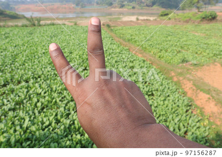 Gesture with finger on radish farm Gesture with finger on radish farm 97156287