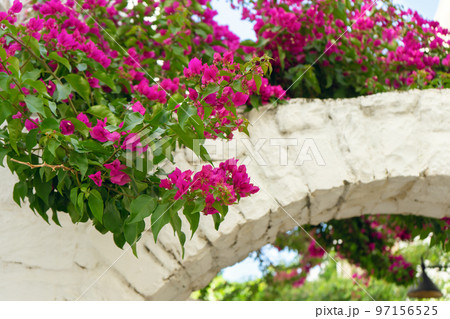 Pink flowers of blooming bougainvillea on white brick arch wall Pink flowers of blooming bougainvillea on white brick arch wall 97156525