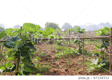 bottle gourd spinach on farm bottle gourd spinach on farm 97156552