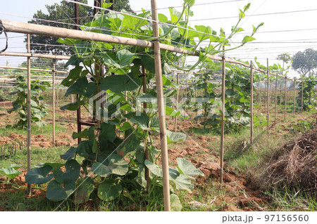 bottle gourd spinach on farm bottle gourd spinach on farm 97156560