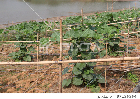 bottle gourd spinach on farm bottle gourd spinach on farm 97156564