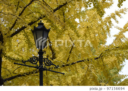 黄金に色づいた銀杏と街灯 97156694