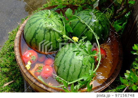 スイカ スイカ 97156748