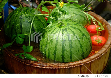 スイカ スイカ 97156750