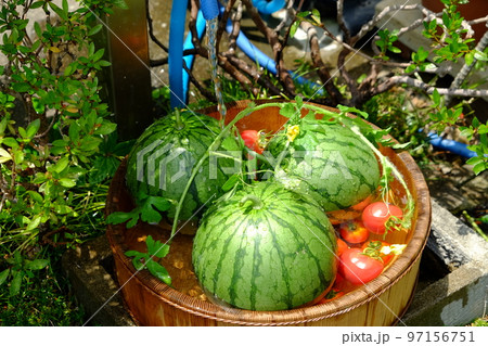 スイカ スイカ 97156751