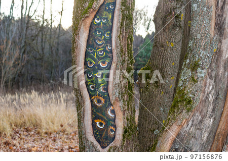 Eyes of owls painted in a hollow tree Eyes of owls painted in a hollow tree 97156876