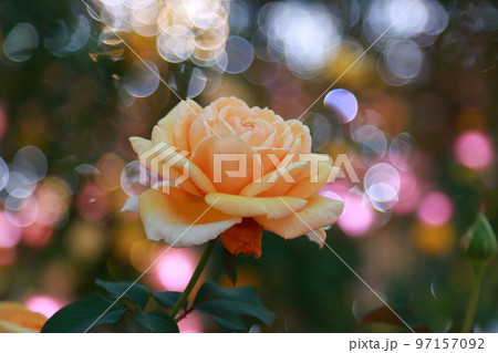 光の中のオレンジの薔薇 光の中のオレンジの薔薇 97157092