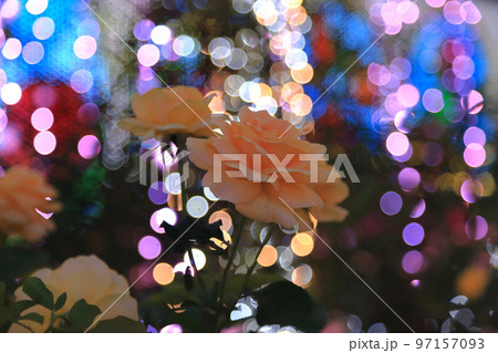 光の中のオレンジの薔薇 光の中のオレンジの薔薇 97157093