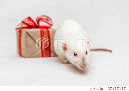 White rat gift. The rat sits on a white carpet with a gift box with a red ribbon. 97157157