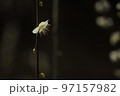 しだれ梅 97157982