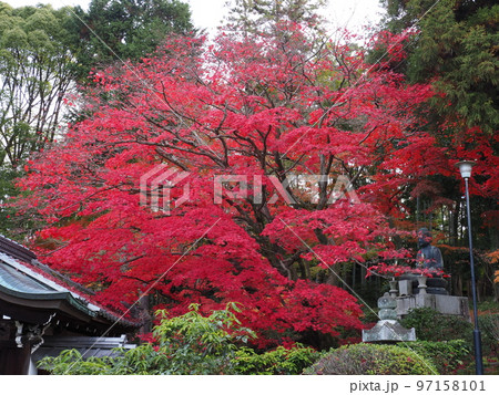 京都　栄摂院の紅葉 97158101