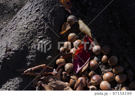 ドングリ ドングリ 97158199