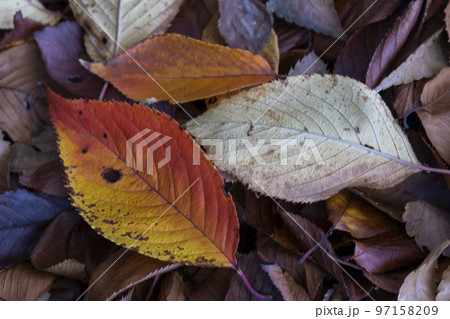 落葉 97158209